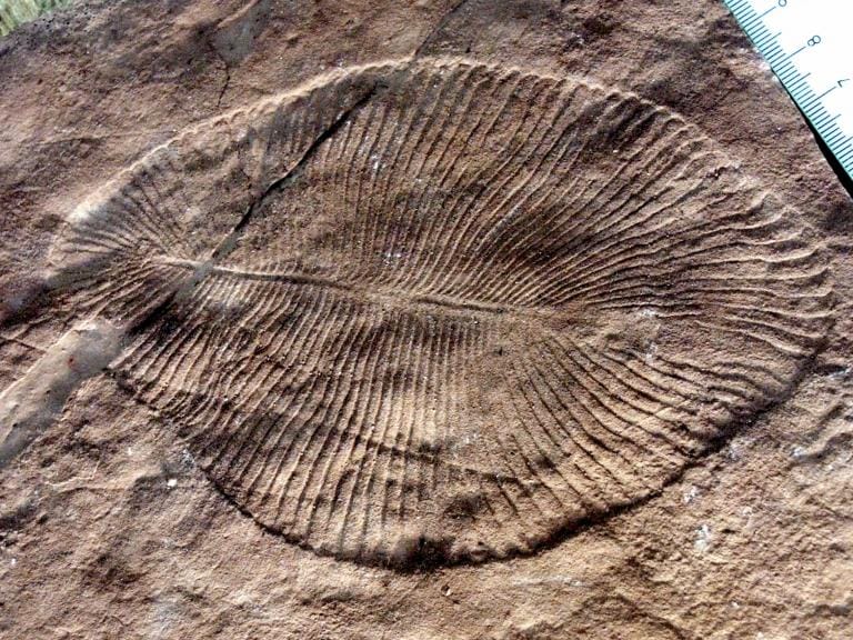 Earliest Known Animal Fossils Identified