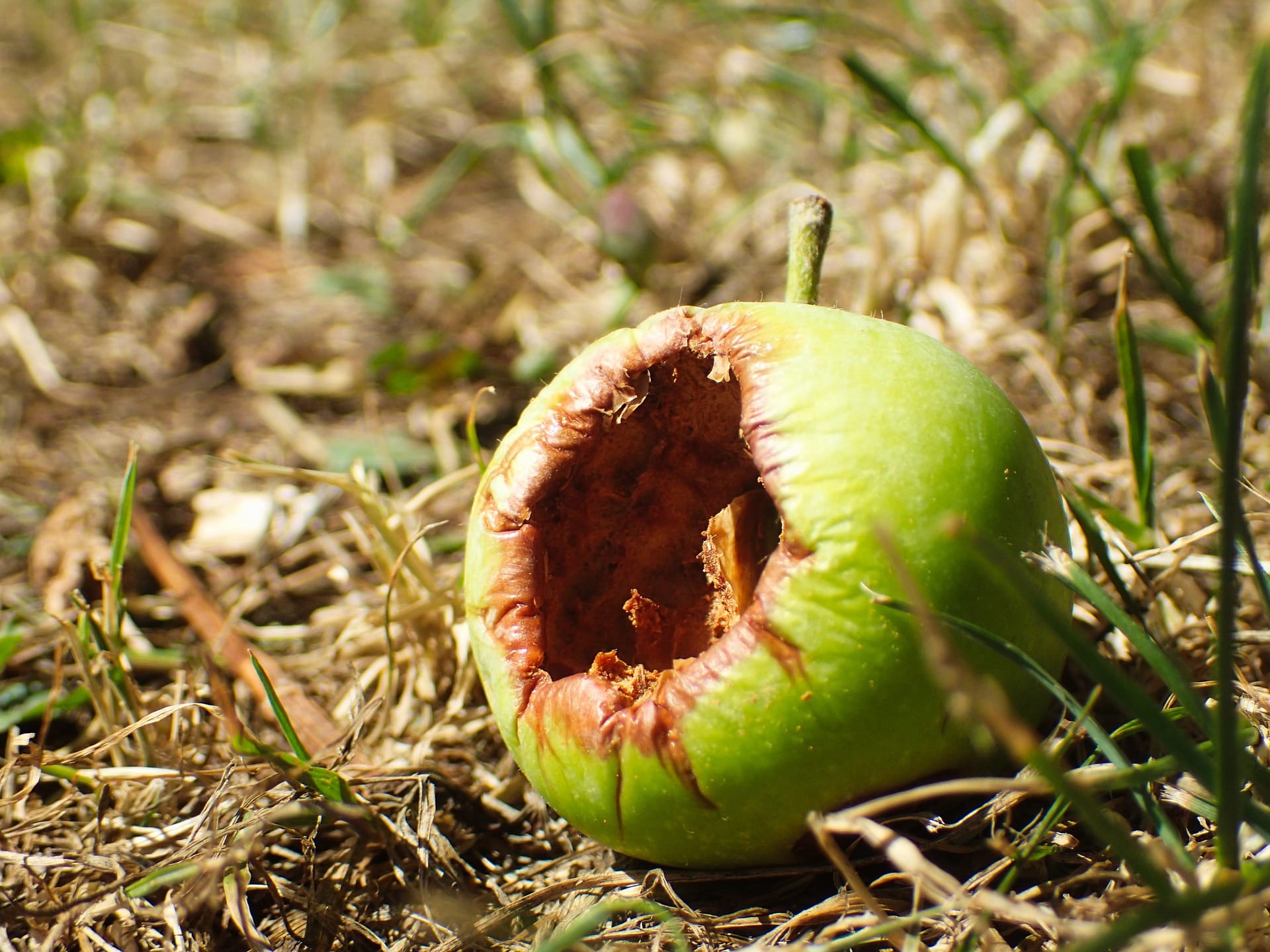 Does the Musk apple fall far from the tree?