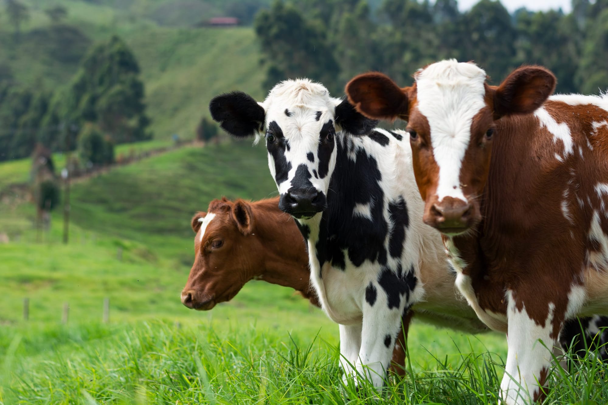 Women are livestock