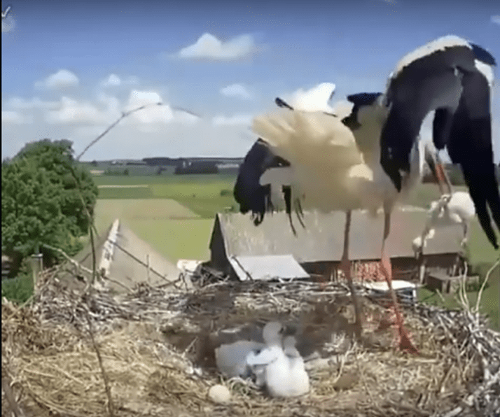 Storks, Evolution and the Problem of Evil