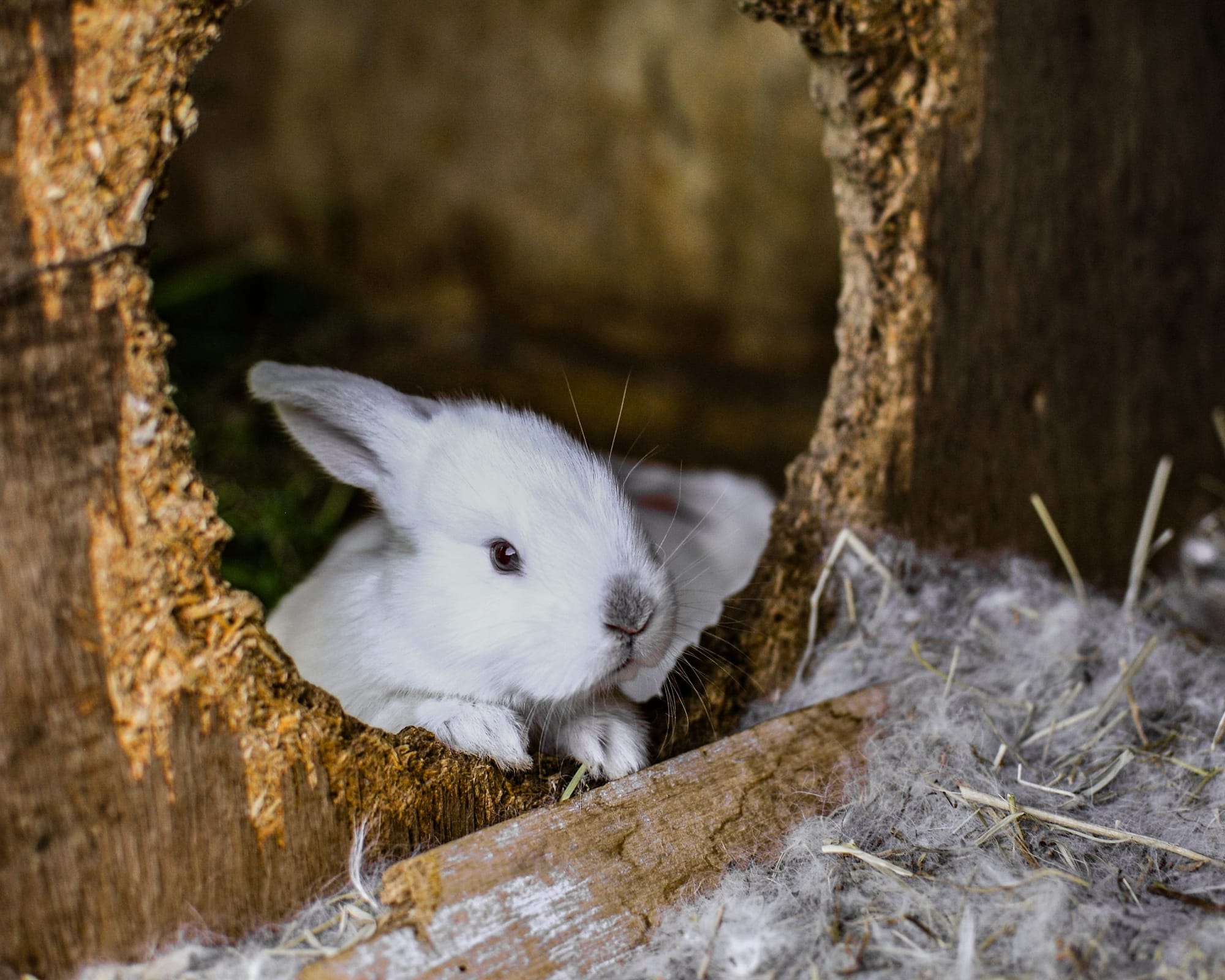 What the heck do rabbit hutches have to do with size and danger of the universe?