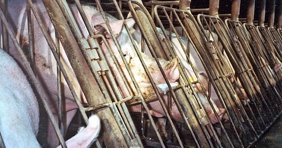 https://creativecommons.org/licenses/by-nc-nd/2.0/
Farm Sanctuary 
Pigs in gestation crates