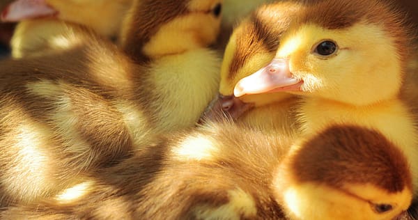 Let's get our (folk) metaphorical ducks in a row! Photo in public domain from Unsplash. Taken by Roksolana Zasiadko.